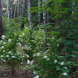 Цветущий кустарник в лесной части расположен вдоль дорожек    - В проекте участка дорожки из плитки обходят большие деревья.